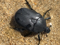 Protaetia opaca