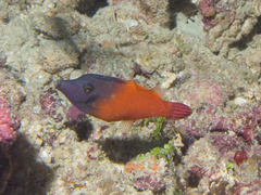 Redtail Filefish photo 2