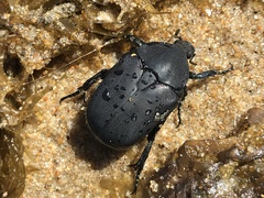Protaetia opaca