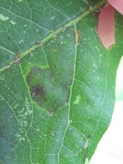 Phyllocnistis ampelopsiella