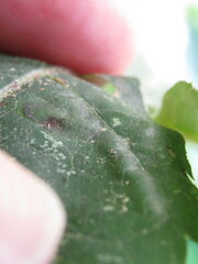 Phyllocnistis ampelopsiella