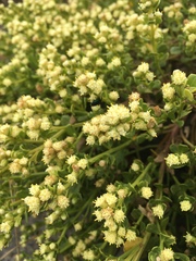 Baccharis pilularis pilularis