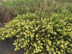 Baccharis pilularis pilularis
