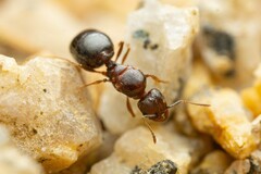 Pheidole sciophila