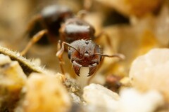 Pheidole sciophila