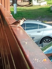 Passer domesticus
