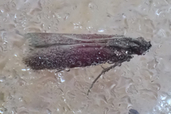 Varneria postremella