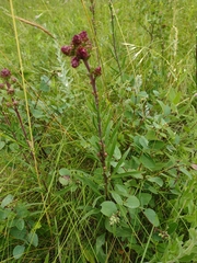 Liatris ligulistylis