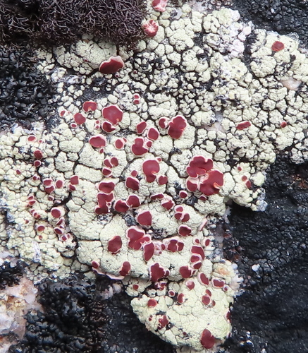 Alpine Bloodspot Lichen