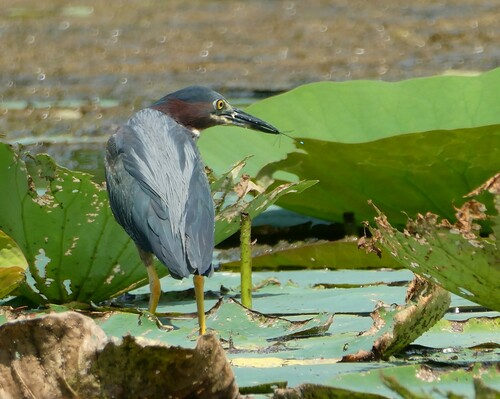 Observations by klmockingbird · iNaturalist