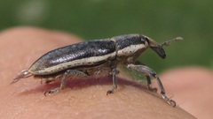 Lixus ochraceus