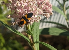 Oncopeltus fasciatus
