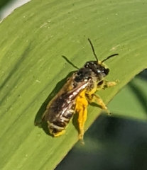 Halictus
