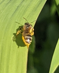 Halictus