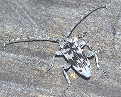 Tigrinestola tigrina