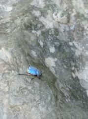Hoplia coerulea