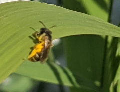 Halictus