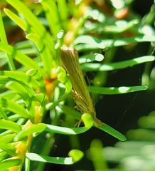 Agriphila straminella