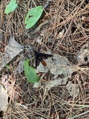 Urocerus cressoni