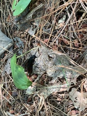 Urocerus cressoni