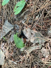 Urocerus cressoni