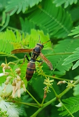 Polistes pacificus
