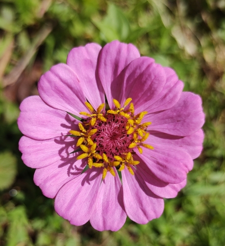Elegant Zinnia