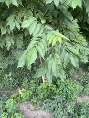Fraxinus chinensis