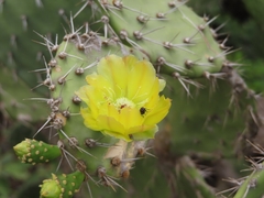 Opuntia caracassana