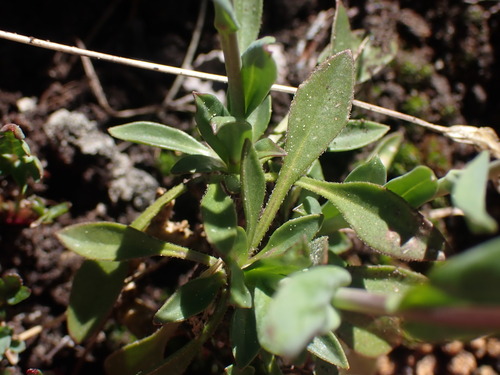 Image of Boechera lyallii by no rights reserved