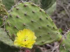 Opuntia caracassana