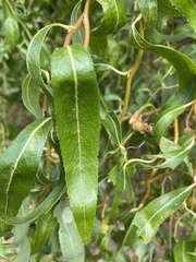 Salix babylonica tortuosa