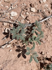 Hoffmannseggia repens