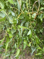 Salix babylonica tortuosa
