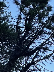 Setophaga occidentalis