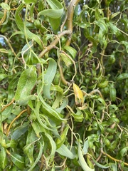 Salix babylonica tortuosa