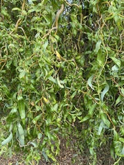 Salix babylonica tortuosa