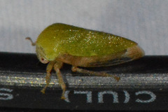 Ophiderma evelyna