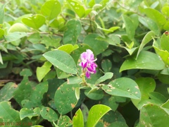 Grona heterocarpos