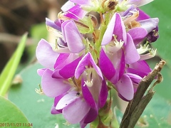 Grona heterocarpos