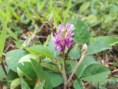 Grona heterocarpos