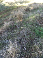 Enteropogon acicularis