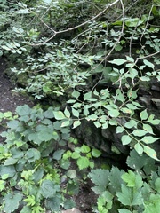 Fraxinus bungeana