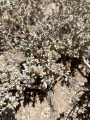 Atriplex corrugata