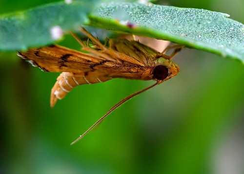 Bean-leaf Webworm Moth photo 3