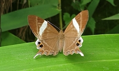 Abisara neophron