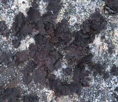 Umbilicaria arctica