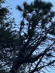 Setophaga occidentalis