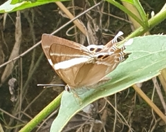 Abisara neophron