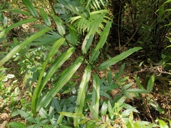 Pteris insignis